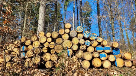 Stockage du bois de chauffage, travail dans les bois, bois coupé, coupe-bois, bois de chauffage pour cheminée, ramasser le bois de chauffage dans les bois