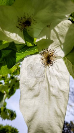 Flowers of Dove Tree. Handkerchief Tree in Hofgarten Innsbruck, Austria