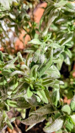 Powdery mildew on petunia, fungal disease