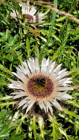 Carline Thistle sans tige, sur lequel l'abeille est assise. Chardon carline nain, chardon argenté.