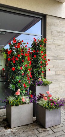 Diseño exterior floral. Composición de flores de mandevilla rojas, pelargonios rosados y otras flores amarillas y azules