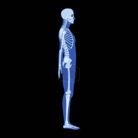 Téléchargez les illustrations : X-Ray Squelette Corps humain - mains, jambes, poitrines, têtes, vertèbre, bassin, os adultes vue de côté roentgen. Concept de couleur bleue plate réaliste 3D Illustration vectorielle de l'anatomie médicale isolée - en licence libre de droit
