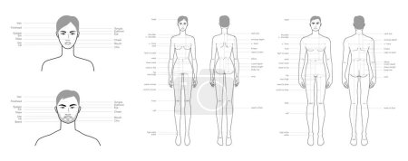 Diagram of woman and man head and body with names, parts of the face text labeled fashion Illustration Infographic description. Flat female, male character girl boy scheme. Human infographic template 
