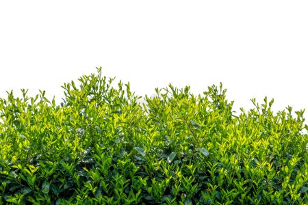 Téléchargez les photos : Haie de laurier cerisier, feuilles vertes de Prunus laurocerasus, isolées sur blanc, espace de copie, avec chemin de coupe inclus - en image libre de droit