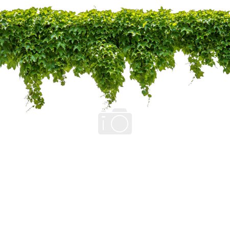 Photo for Cutout ivy with lush green foliage, Virginia creeper, wild climbing bush vine as top frame, isolated on white with clipping path - Royalty Free Image
