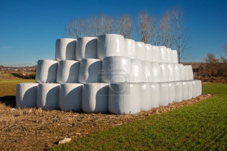 Balles de foin enveloppées dans du plastique blanc et empilées comme approvisionnement hivernal dans un champ de la vallée du Pô, dans la province de Cuneo, en Italie, sous un ciel bleu