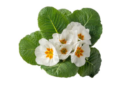 White flowering primroses (primula vulgaris) with green leaves isolated on white with clipping path included, top view