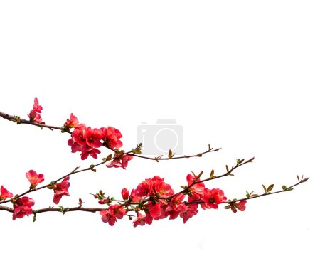 Branches with japanese quince flowers isolated on white with clipping path, Suitable for frames and borders as a graphic resource
