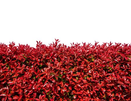 Foto de Arbusto Photinia Fraseri o Red Robin con hojas de primavera rojas aisladas en blanco con camino de recorte incluido. Adecuado para marco o borde gráfico - Imagen libre de derechos