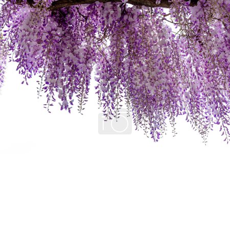 Wisteria flowering branch isolated on white with clipping path included, ideal frame for graphic designs and greeting cards, copy space