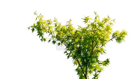 Japanese maple branches with green leaves isolated on white with clipping path included, copy space, graphic resource
