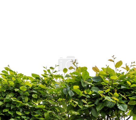 haie commune de charme (Carpinus betulus) comme bordure de cadre isolée sur blanc avec chemin de coupe inclus, espace de copie, adapté aux projets graphiques
