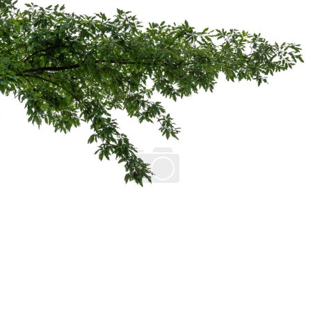 Branche de chêne avec des feuilles vertes comme cadre de bordure, isolée sur blanc avec chemin de coupe inclus, espace de copie, adapté aux projets graphiques