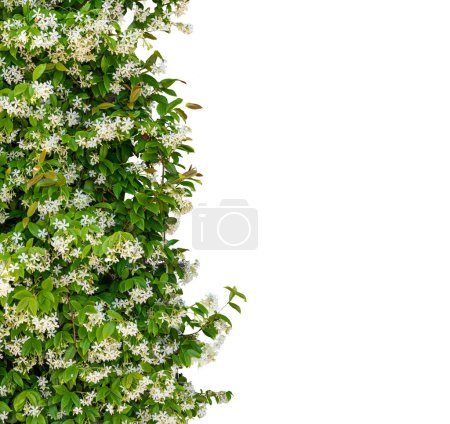 Cobertura de floración de jazmín como borde de marco aislado en blanco con ruta de recorte incluida, espacio de copia, adecuado para proyectos gráficos