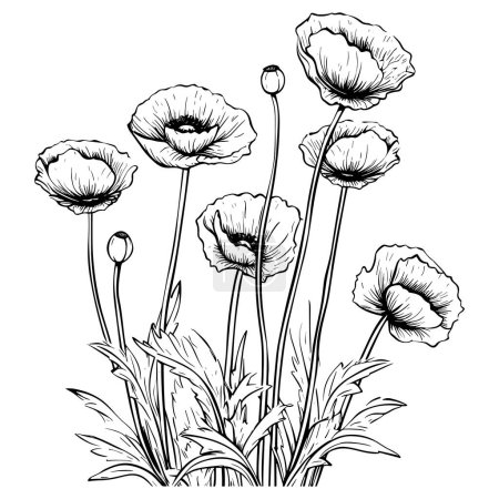 Foto de Poppies línea arte vector ilustración conjunto aislado en blanco. Bosquejo de tinta negra flor. Diseño moderno minimalista dibujado a mano. - Imagen libre de derechos