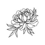 peony flower doodle illustration