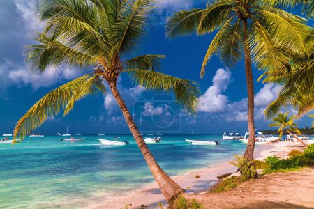 Téléchargez les photos : Palmiers sur les rives de la mer des Caraïbes par temps ensoleillé - en image libre de droit