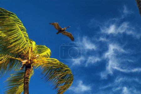 a pelican flies over a palm tree against a background of blue sky with clouds