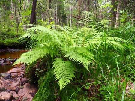 Téléchargez les photos : Fern plant in the forest. Beautiful graceful green leaves. Polypodiphyta, vascular plants, modern ferns and ancient higher plants. Fern Polypodiophyta appeared millions years ago in the Paleozoic era. - en image libre de droit