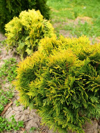 Foto de Sheared thuja on the lawn. Shaping the crown of thuja. Garden and park. Floriculture and horticulture. Landscaping of urban and rural areas. Yellow-green leaves and needles of coniferous plant. - Imagen libre de derechos
