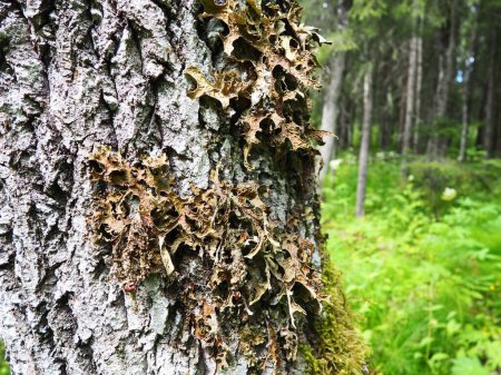 Téléchargez les photos : Moss and lichens on the bark of a tree in a spruce taiga forest. Karelia, Orzega. Lobaria Lobaria is a genus of lichenized ascomycetes belonging to the Lobariaceae family. Thallus foliose. - en image libre de droit