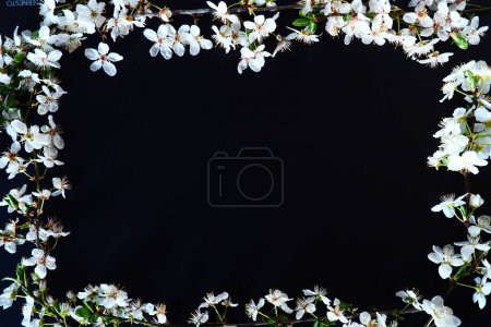 Téléchargez les photos : Cadre en fleurs blanches sur fond noir. Composition florale vue de dessus. Aménagement plat. Fond de printemps concept fond décorer par fleur de bourgeon de cerisier oiseau. Carte postale avec espace de copie - en image libre de droit