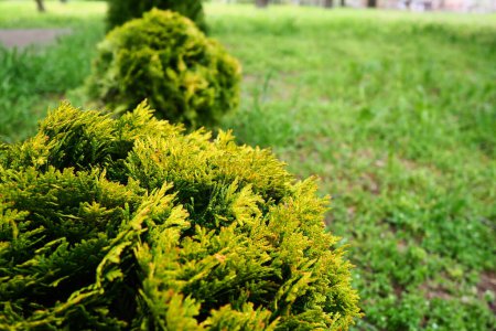 Photo for Sheared thuja on the lawn. Shaping the crown of thuja. Garden and park. Floriculture and horticulture. Landscaping of urban and rural areas. Yellow-green leaves and needles of coniferous plant. - Royalty Free Image