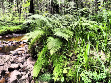 Foto de Fern plant in the forest. Beautiful graceful green leaves. Polypodiphyta, vascular plants, modern ferns and ancient higher plants. Fern Polypodiophyta appeared millions years ago in the Paleozoic era. - Imagen libre de derechos