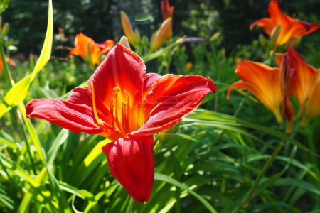Photo for Hemerocallis hybrid Anzac is a genus of plants of the Lilaynikov family Asphodelaceae. Beautiful red lily flowers with six petals. Long thin green leaves. Flowering and crop production as a hobby. - Royalty Free Image