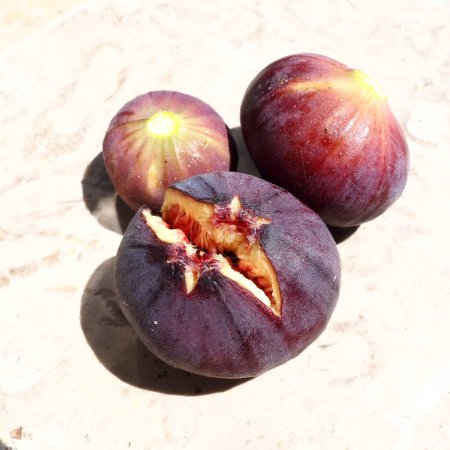 Photo for Fig or fig tree, or common fig tree, or Ficus carica is a subtropical deciduous plant of the genus Ficus of the Mulberry family. Ripe purple fig fruits on a light background. Healthy food. - Royalty Free Image