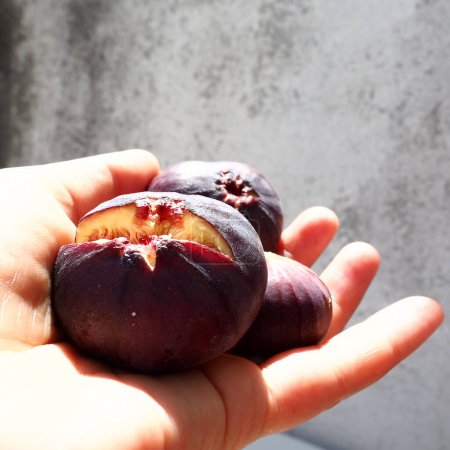 Photo for Fig or fig tree, or common fig tree, or Ficus carica is a subtropical deciduous plant of the genus Ficus of the Mulberry family. Healthy food. Ripe purple fig fruits in the palm of woman hand - Royalty Free Image