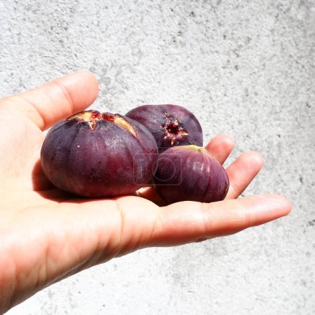 Photo for Fig or fig tree, or common fig tree, or Ficus carica is a subtropical deciduous plant of the genus Ficus of the Mulberry family. Healthy food. Ripe purple fig fruits in the palm of woman hand - Royalty Free Image