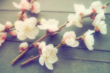 Photo for Twigs with pink blossoms of apple or peach tree on black boards. Delicate inflorescences in the counterlight. Soft focus, fogginess. The theme of spring, holiday, spa, female beauty, home interior. - Royalty Free Image