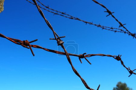 Photo for Barbed wire, wire, narrow strip of metal tape, with sharp spikes located on it, used to make barriers. Rusty barbed wire against the blue sky. The concept of war, restrictions on rights and freedoms - Royalty Free Image