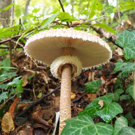 Photo for Parasol mushroom Macrolepiota procera is a species of mushrooms of the champignon family. Fruit bodies are cap-shaped, central. Saprotroph, grows on sandy soils in light forests in glades and edges. - Royalty Free Image