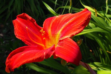 Téléchargez les photos : Hemerocallis hybrid Anzac is a genus of plants of the Lilaynikov family Asphodelaceae. Beautiful red lily flowers with six petals. Long thin green leaves. Flowering and crop production as a hobby. - en image libre de droit
