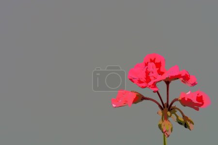 Photo for Bright pink or crimson geranium pelargonium on a gray background. Geranium inflorescence against a gray wall. copyspace. Postcard or blank for a poster. Congratulation - invitation. - Royalty Free Image