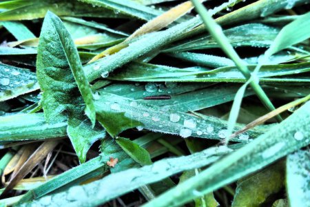 Photo for Dew or melt water on green grass. Thawing after a morning winter frost. Lying grass in the meadow. Off-season, windless calm weather. Green leaf with water drops. - Royalty Free Image