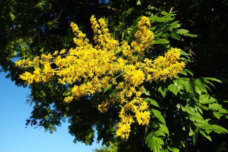 Koelreuteria paniculata is a species of flowering plant in the family Sapindaceae. A tree blooming with yellow flowers. Goldenrain tree, pride of India, China tree and the varnish tree