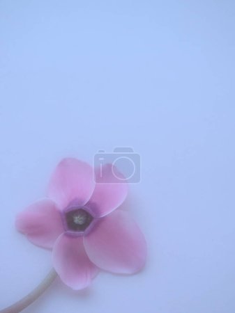 Foto de Vista lateral de flor de ciclamen rosa sobre fondo azul con enfoque tierno borroso. Una flor con cinco pétalos, tallo sin hojas. espacio de copia. Efecto nebuloso. Hermosa flor de ciclamen exquisito - Imagen libre de derechos