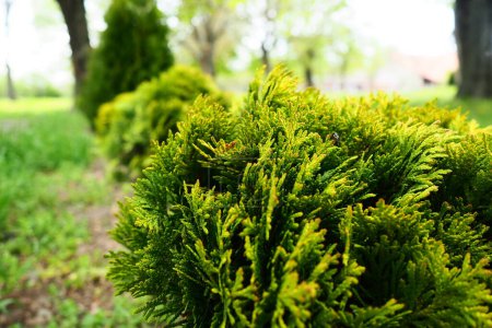 Photo for Sheared thuja on the lawn. Shaping the crown of thuja. Garden and park. Floriculture and horticulture. Landscaping of urban and rural areas. Yellow-green leaves and needles of coniferous plant. - Royalty Free Image