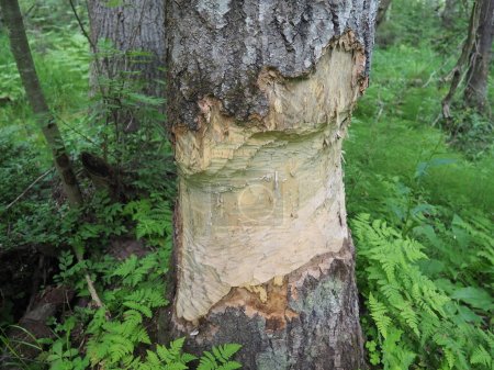 A tree gnawed by a beaver. Damaged bark and wood. The work of a beaver for the construction of a dam. Taiga, Karelia, Russia. Hunting and fishing. Life activity of European forest animals