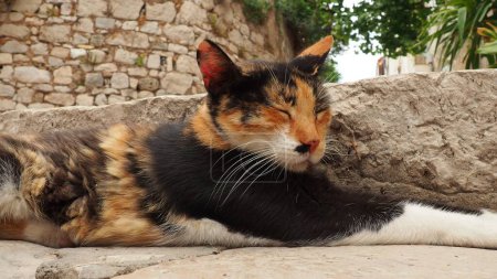 Photo for Dubrovnik, Croatia, August 14, 2022. A tricolor cat with black-red-white fur sleeps quietly on stone steps and squints, then wakes up, wiggles its ears and looks away. Local cats of Dubrovnik. - Royalty Free Image