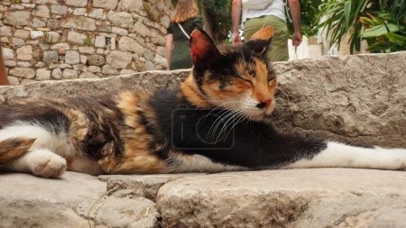 Photo for Dubrovnik, Croatia, August 14, 2022. A tricolor cat with black-red-white fur sleeps quietly on stone steps, squints, wiggles its ears and looks away. Local cats of Dubrovnik. - Royalty Free Image