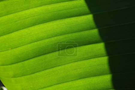Photo for Banana leaf close up. Green leaf with a striped surface. Black shadow. Natural background. Banana, the oldest food crops. For tropical countries the most important food plant and the main export item - Royalty Free Image