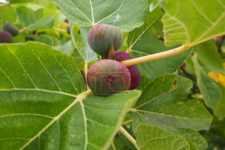 Photo for Fig, or fig tree, or common fig tree Ficus carica is a subtropical deciduous plant of the genus Ficus of the Mulberry family. Figs on a branch. Garden plants. Ripe green red fig in a garden or farm. - Royalty Free Image