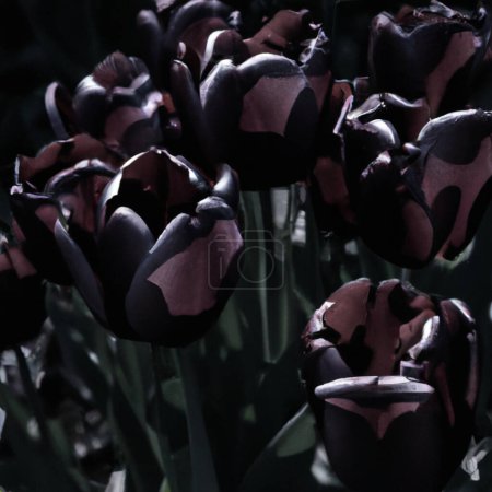 Black tulips. Paul Scherer tulip buds. Selection and tulip mania. Botany, floriculture, horticulture and landscape design. A symbol of memory of soldiers who died in Afghanistan and in other wars