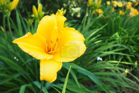Photo for Daylily, or beautiful lemon-yellow, is a beautifully flowering perennial herbaceous plant. Long thin green leaves. Flowering as a hobby. Hemerocallis lilioasphodelus yellow variety - Royalty Free Image