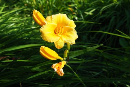Photo for Daylily, or beautiful lemon-yellow, is a beautifully flowering perennial herbaceous plant. Long thin green leaves. Flowering as a hobby. Hemerocallis lilioasphodelus yellow variety - Royalty Free Image