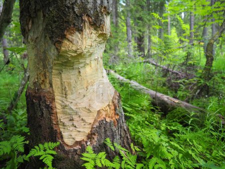 Foto de A tree gnawed by a beaver. Damaged bark and wood. The work of a beaver for the construction of a dam. Taiga, Karelia, Russia. Hunting and fishing. Life activity of European forest animals - Imagen libre de derechos